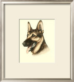 German Shepard