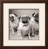 Three Pugs