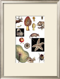 Buy Nature's Curio II at AllPosters.com