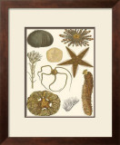 Underwater Oddities I