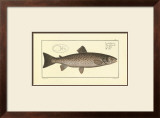 Buy Trout at AllPosters.com