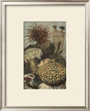 Under the Sea II