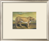 Buy Cheetah at AllPosters.com