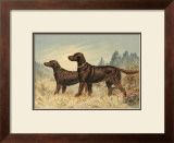 Irish Setter II