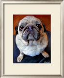 Pug on a Rug
