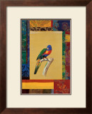 Australian Parrot