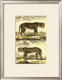 Panther and Leopard