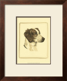 Danchin Brittany Spaniel