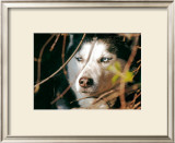 Buy Le Loup at AllPosters.com