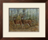 Deer Family II