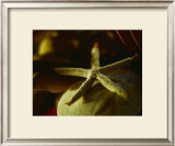 Buy Starfish III at AllPosters.com