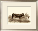 Buy Bovine IV at AllPosters.com