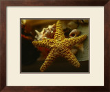 Buy Starfish I at AllPosters.com