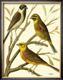 Buy Domestic Bird Family I at AllPosters.com