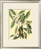 Buy The Carolina Laurus at AllPosters.com