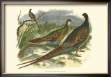 Semmering Pheasant