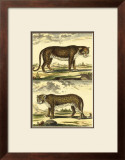 Panther and Leopard
