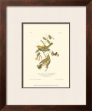 Black-Throated Green Wood Warbler