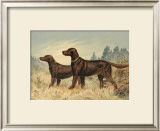 Irish Setter II