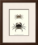 Buy Antique Crab I at AllPosters.com