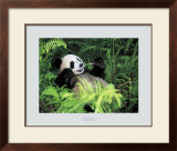 Buy Giant Panda, Szechwan Province, China at AllPosters.com