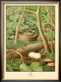 Whippoorwill