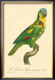 Buy Barraband Parrot No. 89 at AllPosters.com