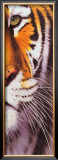 Buy Tiger Eye at AllPosters.com