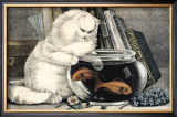 Persian Cat and Gold Fish