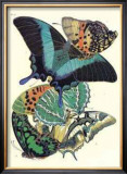 Buy Butterflies III at AllPosters.com