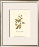 Black-Throated Green Wood Warbler