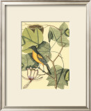 Buy Baltimore Bird and Tulip Tree at AllPosters.com
