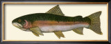 Buy Steelhead Trout at AllPosters.com