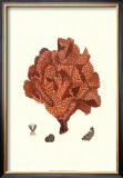 Red Coral IV