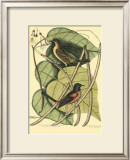 Buy Baltimore Bird and Catalpah at AllPosters.com