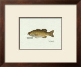 Smallmouth Bass Fish