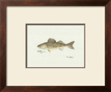 Walleye Fish