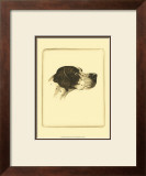 Danchin Pointer