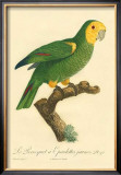 Buy Barraband Parrot No. 98 at AllPosters.com