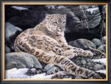 Awake Snow Leopard