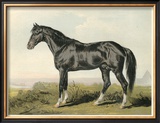 Buy Cassell's Horse II at AllPosters.com