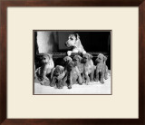 Yank Showing Off Her Litter