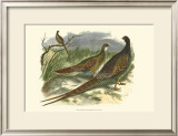 Semmering Pheasant