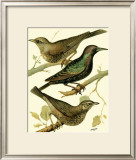 Buy Domestic Bird Family IV at AllPosters.com