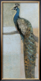 Resting Peacock II