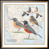 American Robin