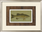 Buy Small-Mouthed Black Bass at AllPosters.com