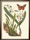 Buy Butterfly and Botanical IV at AllPosters.com
