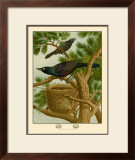 Purple Grackle