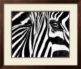 Black & White II (Zebra)